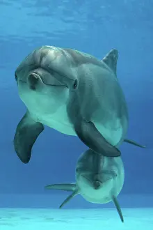 Aquaria: Bottlenose Dolphin - underwater
