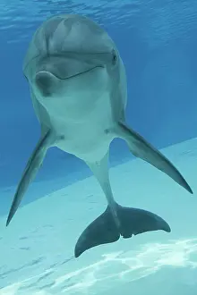 Aquaria: Bottlenose Dolphin - underwater