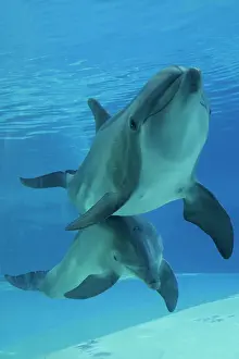 Aquaria: Bottlenose Dolphin - underwater