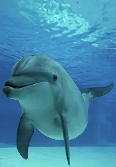 Aquaria: Bottlenose Dolphin - underwater