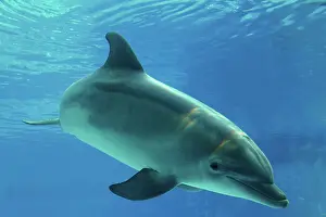Aquaria: Bottlenose Dolphin - underwater