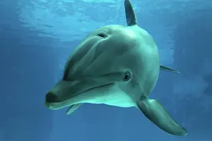 Aquaria: Bottlenose Dolphin - underwater