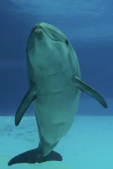Augusto Leandro Stanzani: Bottlenose Dolphin - underwater