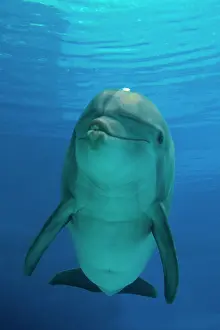 Bubbles: Bottlenose Dolphin - underwater