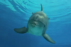 Augusto Leandro Stanzani: Bottlenose Dolphin - underwater