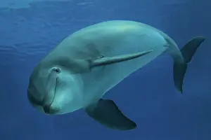 Augusto Leandro Stanzani: Bottlenose Dolphin - underwater