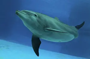 Bubbles: Bottlenose Dolphin - underwater