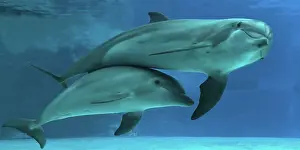 Augusto Leandro Stanzani: Bottlenose Dolphin - underwater