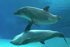 Augusto Leandro Stanzani: Bottlenose Dolphin - underwater