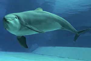 Augusto Leandro Stanzani: Bottlenose Dolphin - underwater
