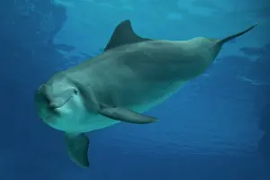 Augusto Leandro Stanzani: Bottlenose Dolphin - underwater