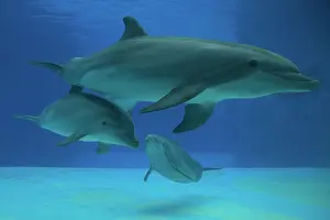 Augusto Leandro Stanzani: Bottlenose Dolphin - underwater
