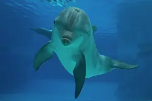 Augusto Leandro Stanzani: Bottlenose Dolphin - underwater