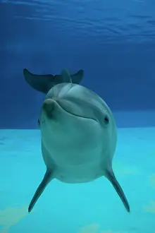 Augusto Leandro Stanzani: Bottlenose Dolphin - underwater