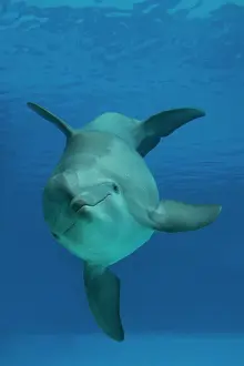 Augusto Leandro Stanzani: Bottlenose Dolphin - underwater