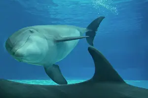 Bottlenose: Bottlenose Dolphin - underwater