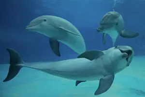 Bottlenose: Bottlenose Dolphin - underwater