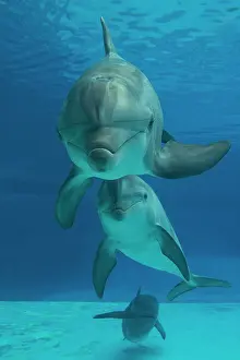 Bottlenose: Bottlenose Dolphin - underwater