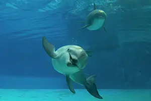 Bottlenose: Bottlenose Dolphin - underwater