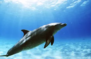 Bottlenose: Bottlenose Dolphin - underwater