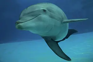 Bottlenose: Bottlenose Dolphin - underwater