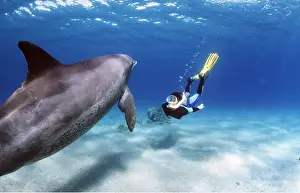 Bottlenose: Bottlenose DOLPHIN - underwater with snorkeller