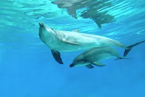 Aduncus: Bottlenose Dolphins
