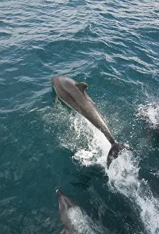 Dorsal: Bottlenose dolphins