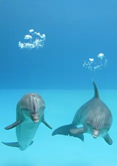 Tricks: Bottlenose dolphins - two blowing air bubbles