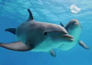 Tricks: Bottlenose Dolphins - blowing air bubbles underwater