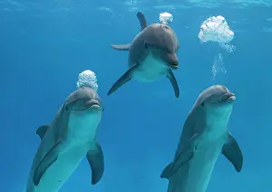 Tricks: Bottlenose dolphins - blowing air bubbles underwater