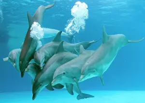 Bottlenose: Bottlenose dolphins - blowing air bubbles underwater