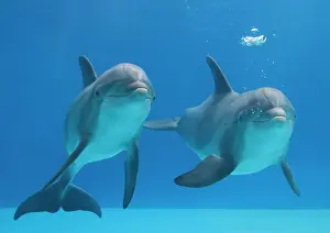 Bottlenose: Bottlenose dolphins - blowing air bubbles underwater