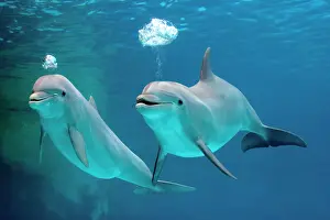 Bottlenose: Bottlenose dolphins - blowing air bubbles underwater