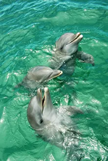 Honduras: Bottlenose DOLPHINS - captive X3