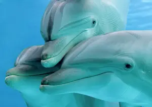 Bottlenose: Bottlenose dolphins - three close-up of heads underwater
