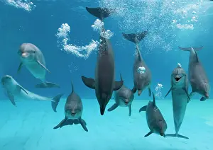 Bottlenose: Bottlenose dolphins - dancing and blowing air underwater