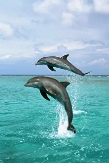 Carribean: BOTTLENOSE DOLPHINS - two leaping out of water