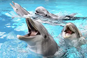Rissos: Bottlenose Dolphins - with mouths open above surface