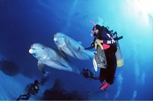 Bottlenose: Bottlenose Dolphins - pair with suba divers
