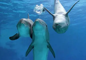 Bottlenose: Bottlenose dolphins - three playing underwater