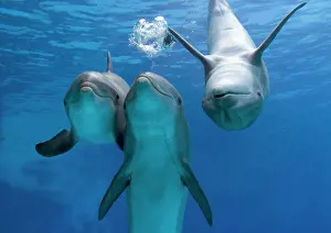 Bottlenose: Bottlenose dolphins - three playing underwater