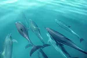 Beneath: Bottlenose Dolphins - A pod of dolphins swimming