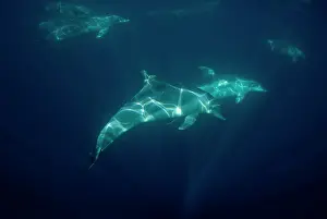 Truncatus: Bottlenose Dolphins pod swimming near surface with