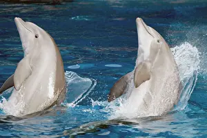 Preparing: Bottlenose Dolphins - Preparing to jump