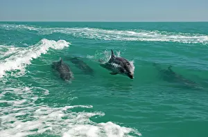 Karl Terblanche: Bottlenose Dolphins - riding a wave
