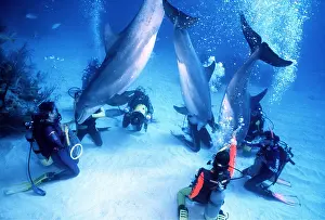 Bottlenose: Bottlenose Dolphins with Scuba Divers