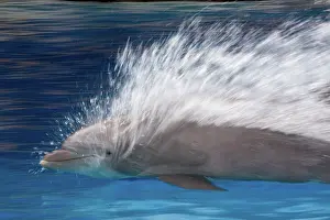 Bottlenose Dolphins - Swimming at speed through water