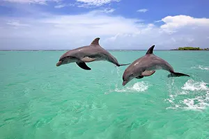 Truncatus: Two Bottlenose Dolphins (Tursiops truncatus), adult