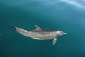 Truncatus: Bottlenose dolphins (Tursiops truncatus) Bahia de